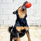 Turkey-Dog Toy-Rover Pet Products